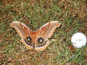 polyphemousmoth | Walter Reeves: The Georgia Gardener