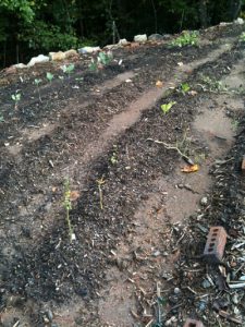 poorgarden1 | Walter Reeves: The Georgia Gardener