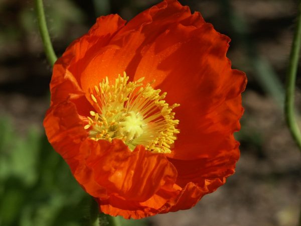 Permit for poppy plants