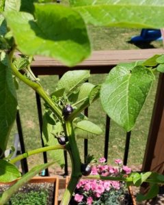 potato seed e | Walter Reeves: The Georgia Gardener