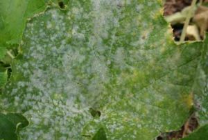 powderymildewsquash2 | Walter Reeves: The Georgia Gardener