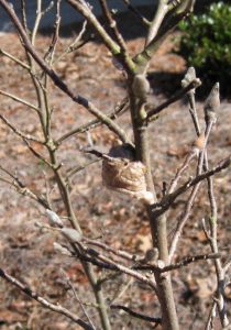 praying mantis egg case xx | Walter Reeves: The Georgia Gardener praying mantis egg case