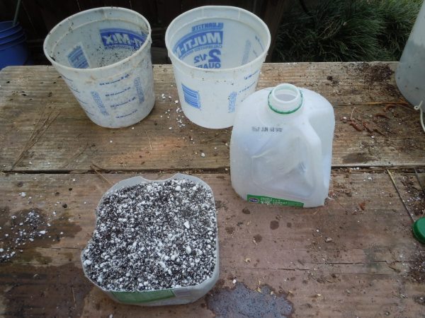 Hanging spider plant