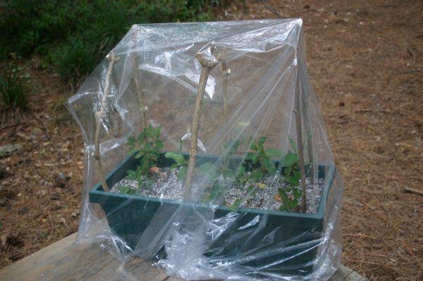 propagation container box