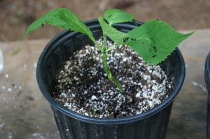 propagation hydrangea | Walter Reeves: The Georgia Gardener