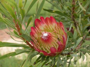 protea flower | Walter Reeves: The Georgia Gardener