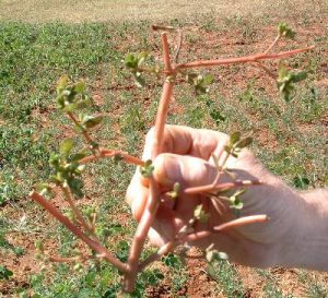 purslane1 | Walter Reeves: The Georgia Gardener