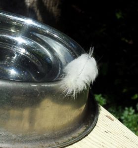 puss caterpillar 2 Gini Keeling | Walter Reeves: The Georgia Gardener
