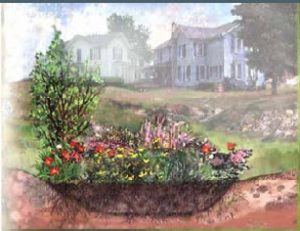 rain garden | Walter Reeves: The Georgia Gardener
