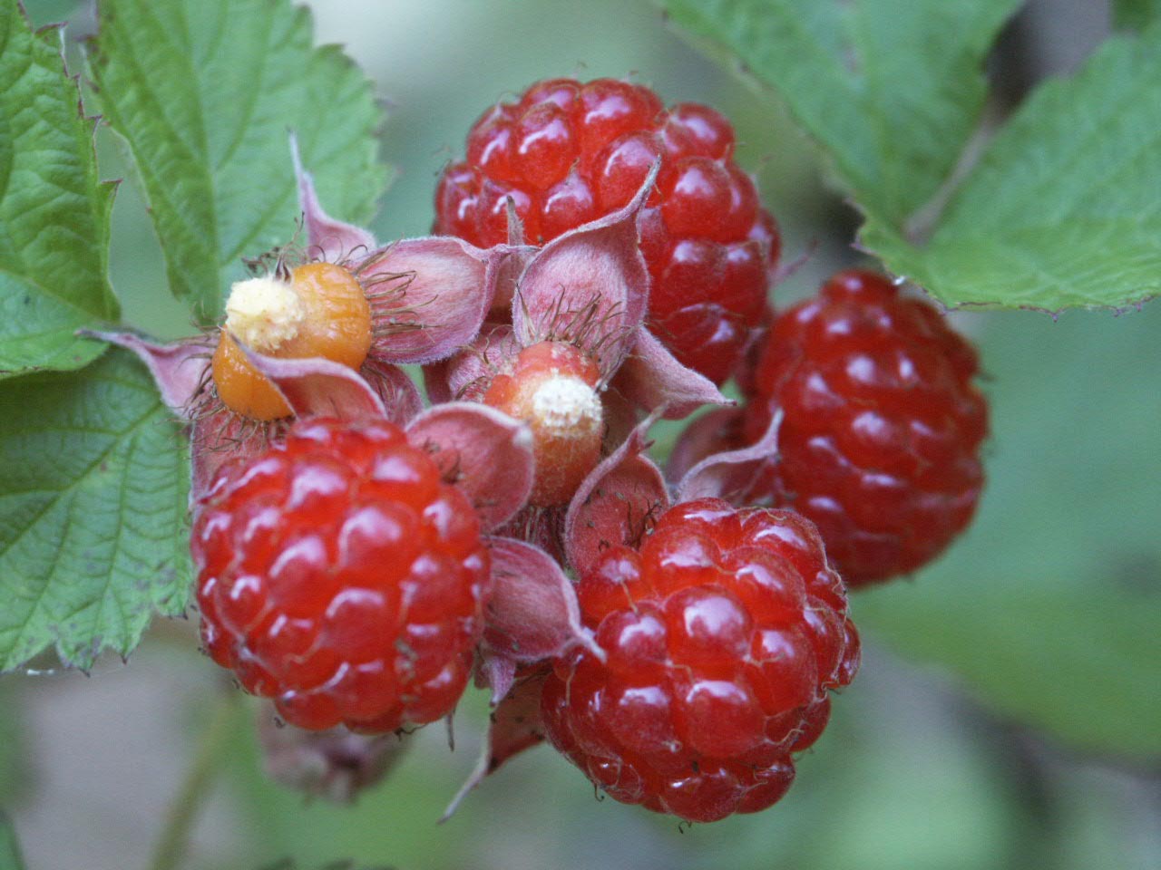 Yard and Garden: Insect Pests of Raspberry Fruit
