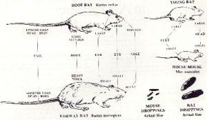 ratdrop1 | Walter Reeves: The Georgia Gardener