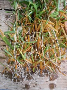 rooting cuttings with aeration 4 | Walter Reeves: The Georgia Gardener