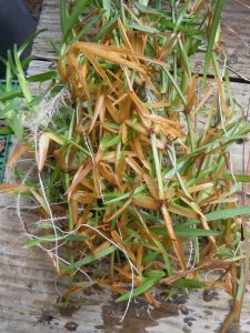 rooting cuttings with aeration 5 | Walter Reeves: The Georgia Gardener