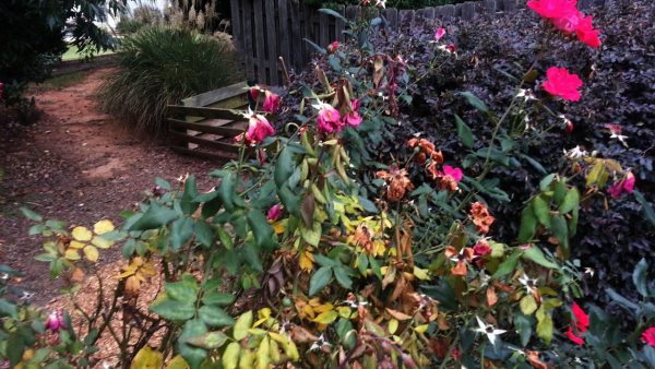 declining Knock Out rose