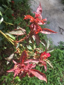rose rosette 2 (3) | Walter Reeves: The Georgia Gardener