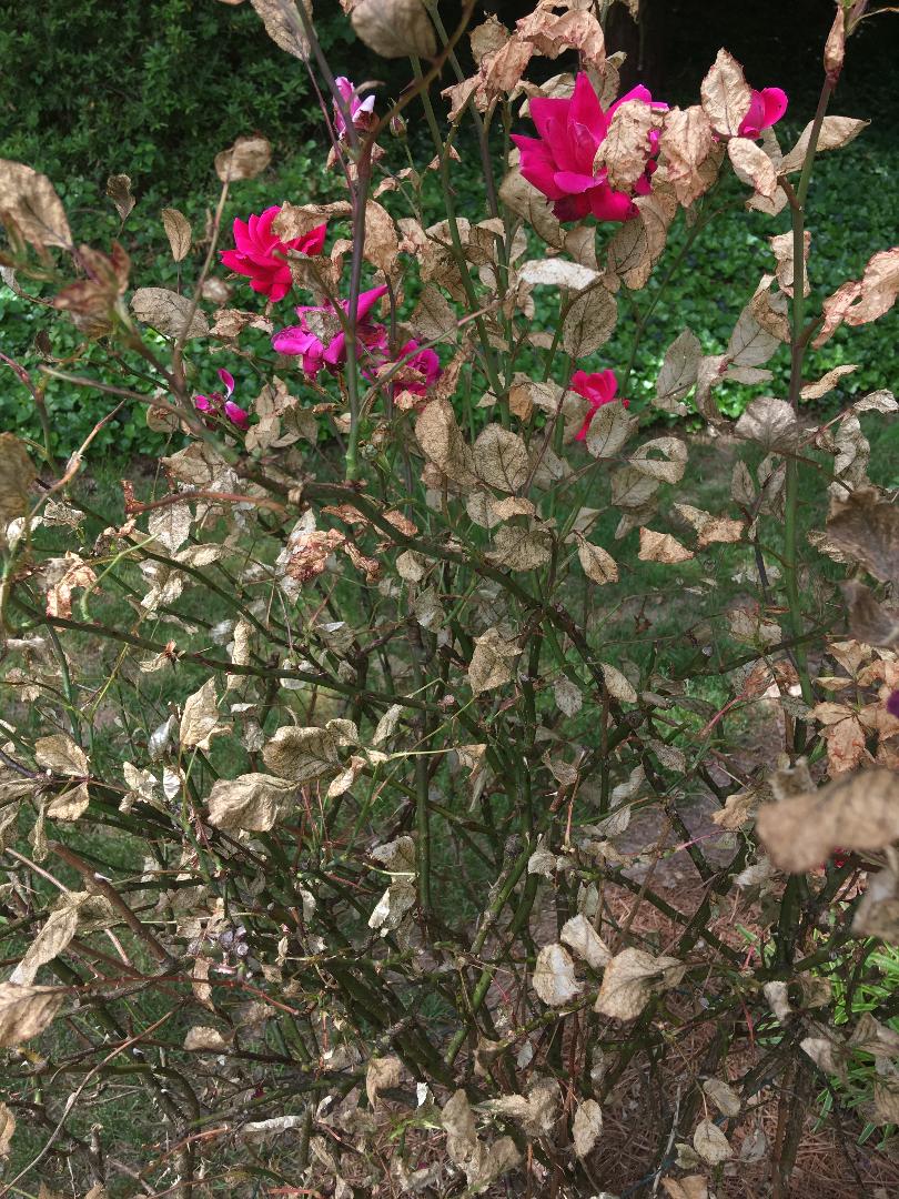 Rose leaf-rolling sawfly / RHS Gardening