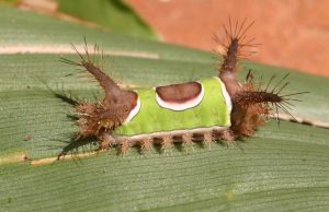 saddleback 2 cropped | Walter Reeves: The Georgia Gardener saddleback caterpillar