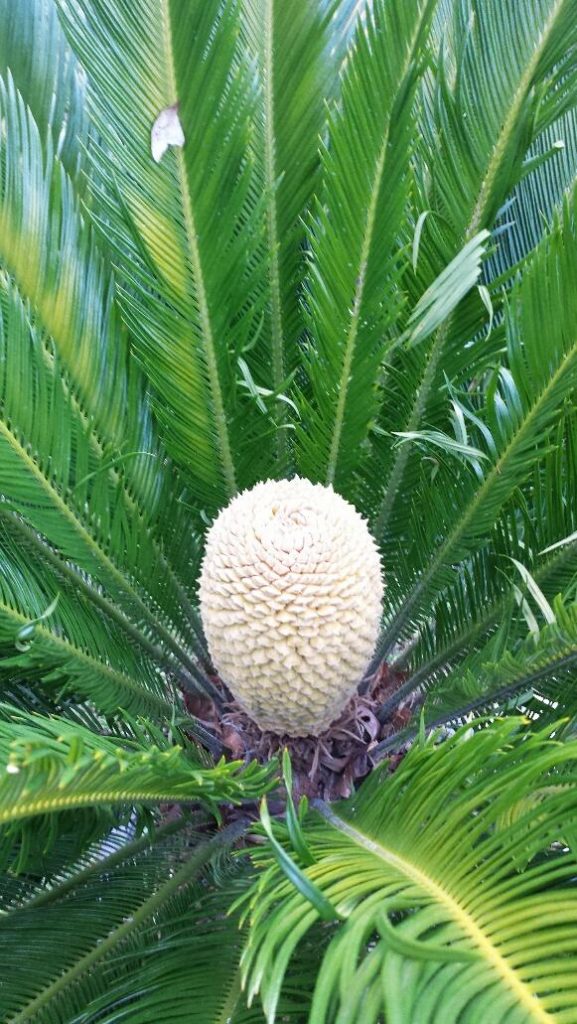 Separating and planting sago palm pups Walter Reeves The
