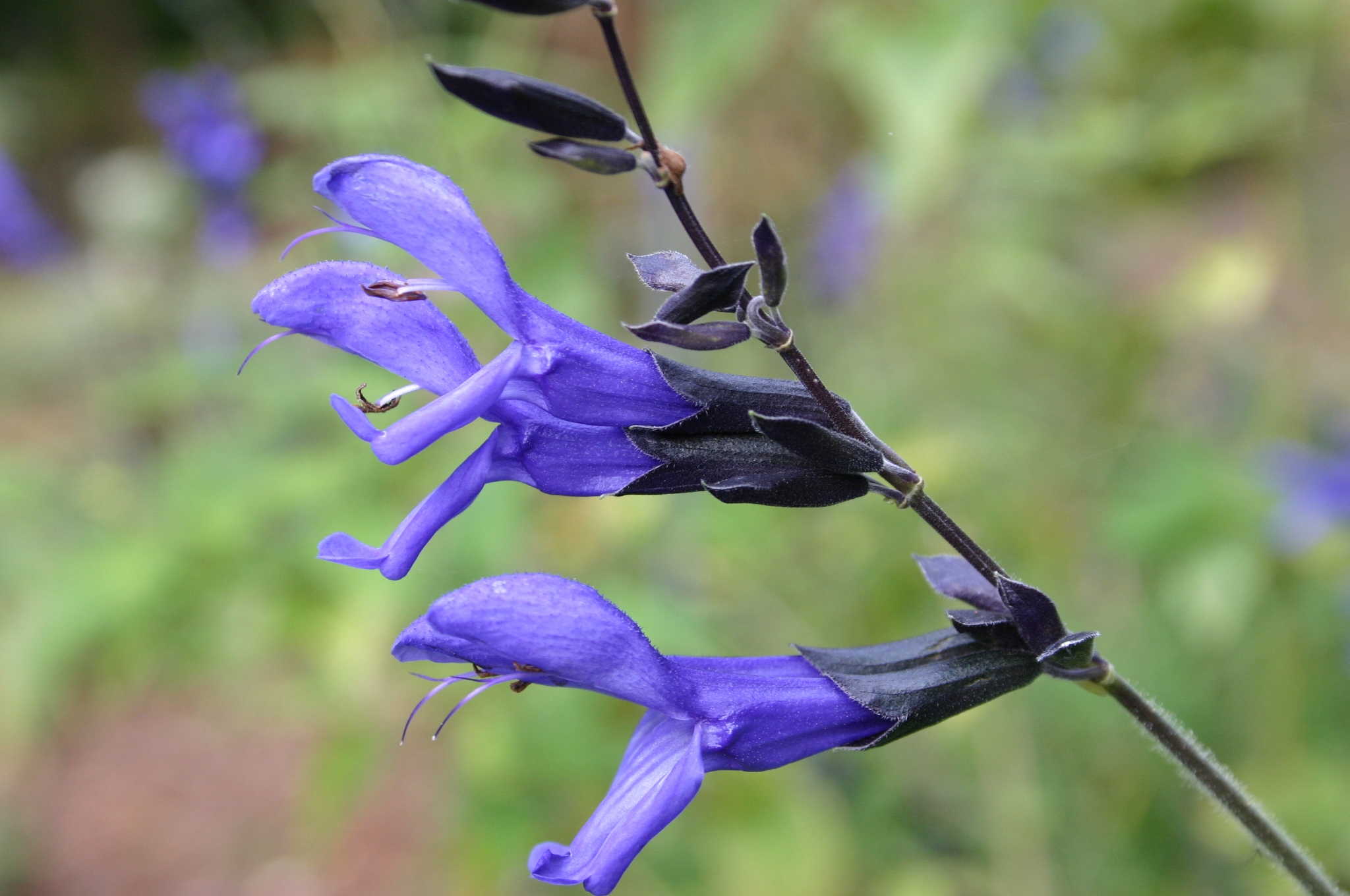 Getting Rid Of Black & Blue Salvia | Walter Reeves: The Georgia Gardener