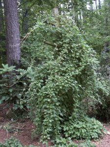 silver lace vine 3 | Walter Reeves: The Georgia Gardener silver lace vine