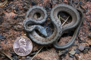 snake DeKaysr penny | Walter Reeves: The Georgia Gardener DeKay's snake (garden brown snake)
