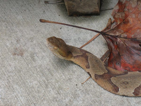 copperhead snake