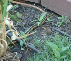 snakegarter2 | Walter Reeves: The Georgia Gardener