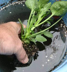 soakroots | Walter Reeves: The Georgia Gardener