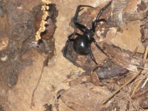 spider black widow | Walter Reeves: The Georgia Gardener