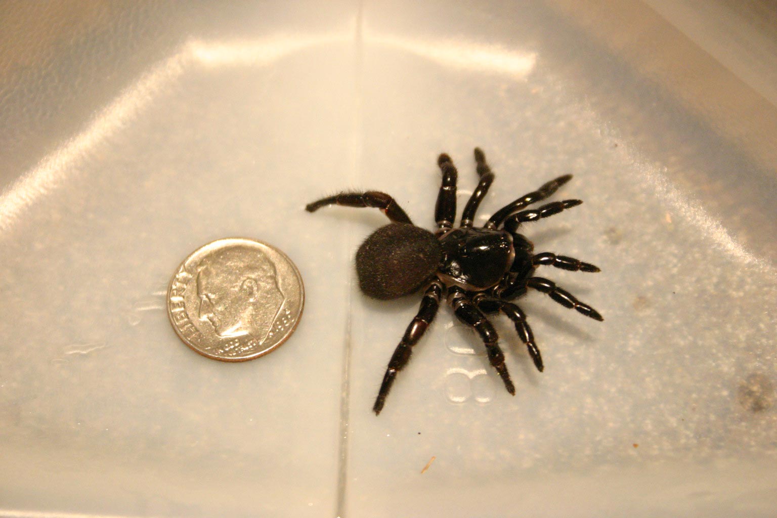 What Is A Trap Door Spider?