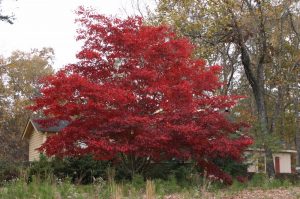 sq_japanese maple red | Walter Reeves: The Georgia Gardener
