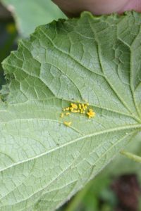 squash beetle eggs | Walter Reeves: The Georgia Gardener squash beetle eggs