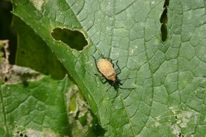 squash-bug-young | Walter Reeves: The Georgia Gardener