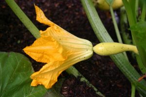 squash female flower 3 | Walter Reeves: The Georgia Gardener squash female flower