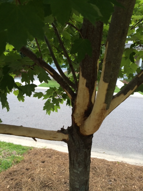 Arborilogical Services Inc. - Squirrel damage is common with trees, but  they prefer maples. Protect your trees by wrapping the bark with tree wrap  or burlap near the branch forks to deter