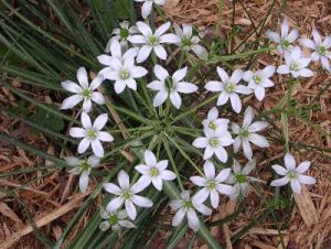 starofbethlehem2 | Walter Reeves: The Georgia Gardener
