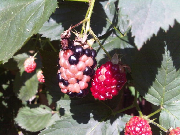 Blackberry Fruit Turning White Walter Reeves The Gardener
