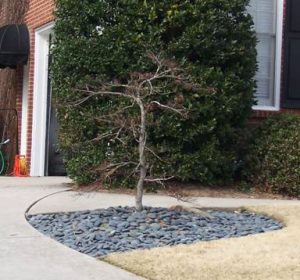 stonemulchmaple | Walter Reeves: The Georgia Gardener