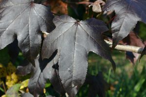 sweetgum leaves black 2 | Walter Reeves: The Georgia Gardener