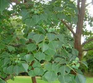 tallowtree2 | Walter Reeves: The Georgia Gardener