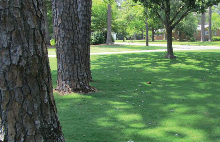 Does Bermuda Grass Grow in Shade? 