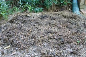 tilledbed | Walter Reeves: The Georgia Gardener