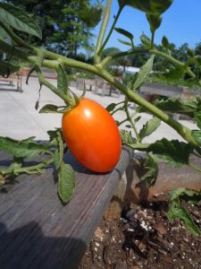 tomato (2) | Walter Reeves: The Georgia Gardener