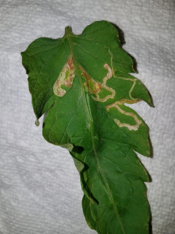 Tomato leaf miner control Walter Reeves The Gardener