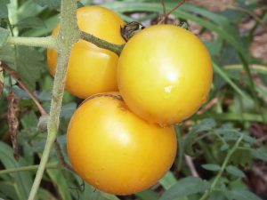 tomato lemon boy | Walter Reeves: The Georgia Gardener
