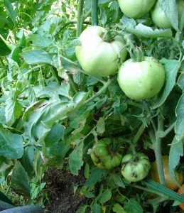 tomato spotted wilt virus 2 don't know source | Walter Reeves: The Georgia Gardener