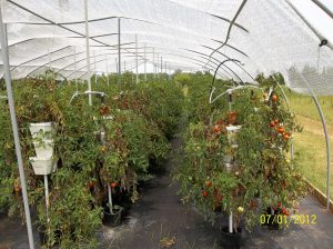 tomatoes 006 | Walter Reeves: The Georgia Gardener