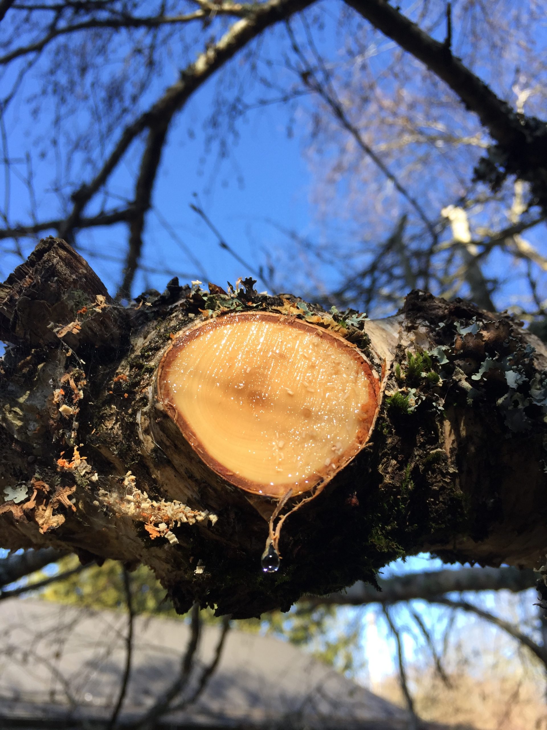 Oak tree bleeding in early spring. Walter Reeves The Gardener