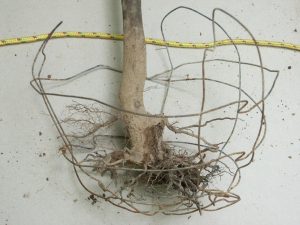 tree root ball 2 | Walter Reeves: The Georgia Gardener note how far down the tree roots are in this soil ball
