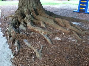 tree roots 1 | Walter Reeves: The Georgia Gardener